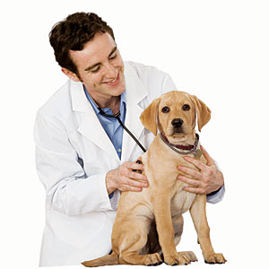 Dogs Have Better Medical Care than Humans