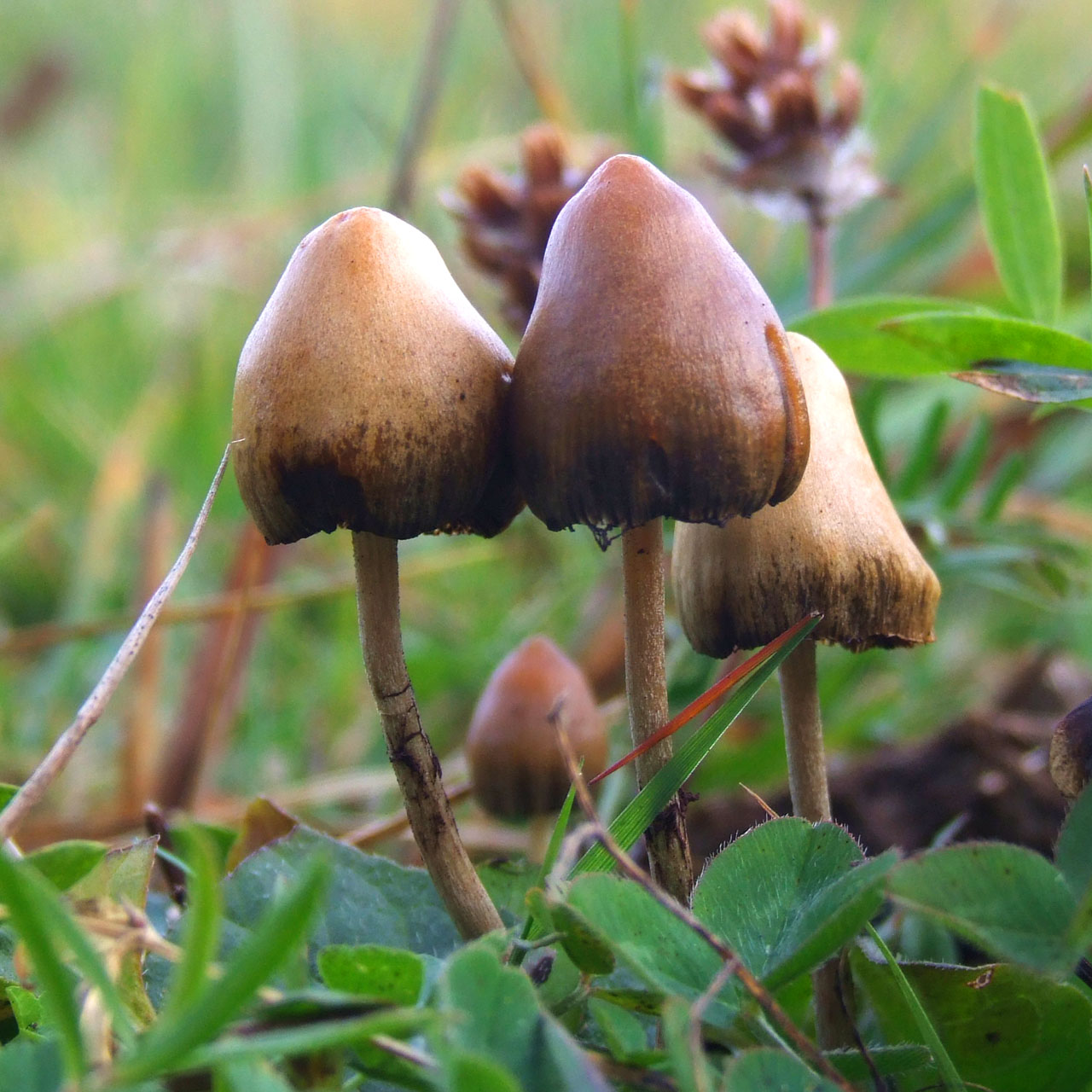Episode 174: Is Psilocybin The Next ‘Drug’ to Be Legalized in Denver?