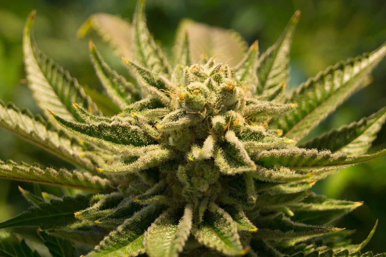 Mid-Atlantic States Enact Historic Reforms, But Remain Stalled on Legalization