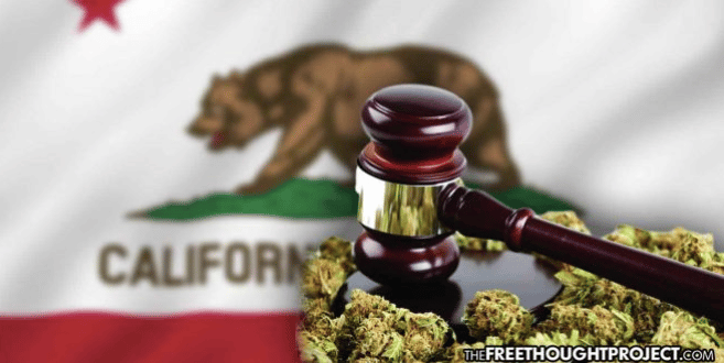 California’s Increasing Weed Taxes are Fueling Crime, Destroying Environment, and Killing Jobs
