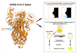 July02 2020 Los Alamos National Laboratory A New Coronavirus Variant With Altered Spike Protein Outcompetes Original Variant 696x486