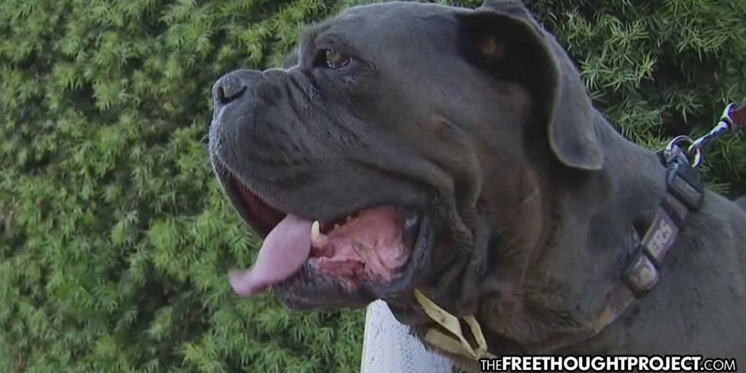 Cops Break In Locked Gate in Wrong Yard, Shoot Dog In Front of 8 Year Old