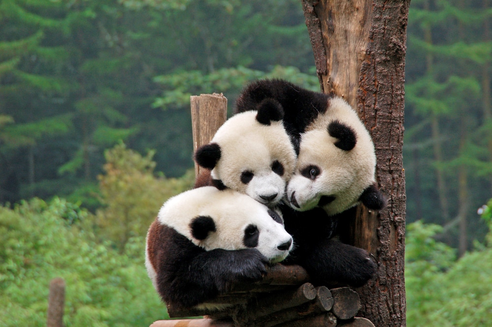 The Chinese are Reclaiming Pandas from American Zoos. Let Them.